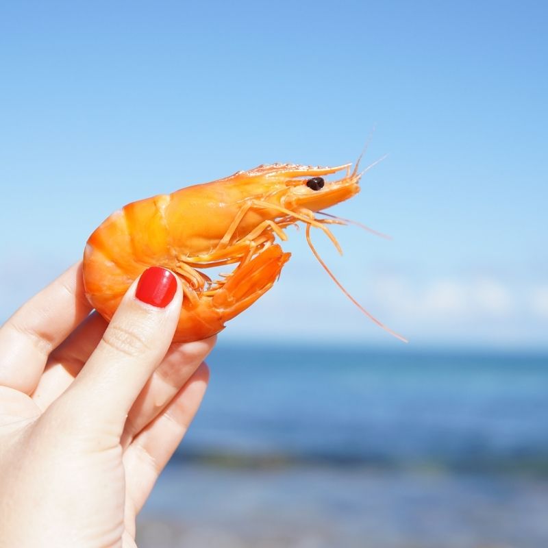 Image for Events Galveston Island Shrimp Festival